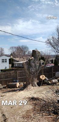 Maple Tree Removal in Omaha, Nebraska. March 29th 2022.