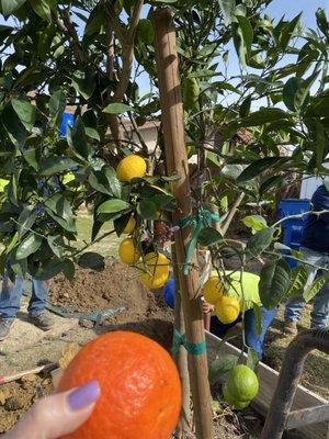 Oranges, lemons & limes on the same tree