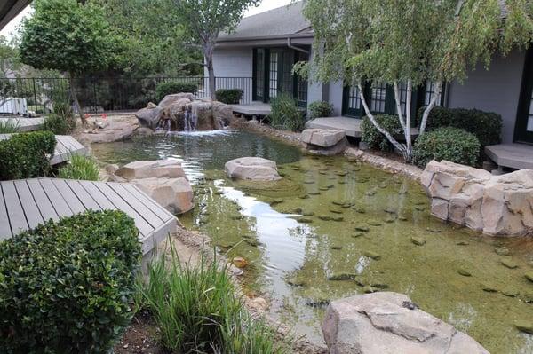 A view of our koi pond from our treatment rooms