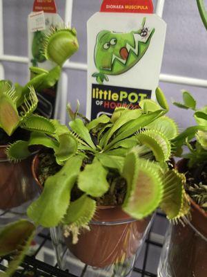 Carnivorous plant!!!