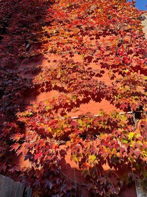 The Fall leaves above the outdoor sitting area