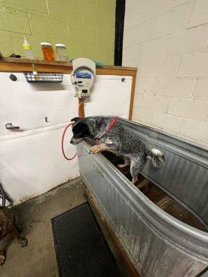 Remy's turn for a bath