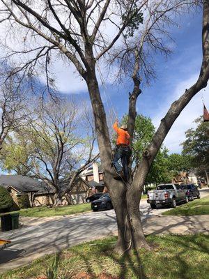 Benchmark Tree Service