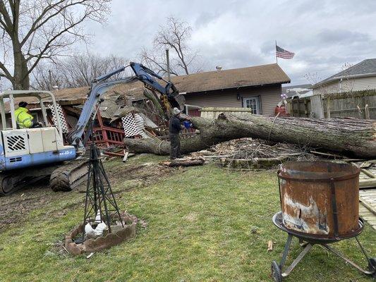 Storm damage tree