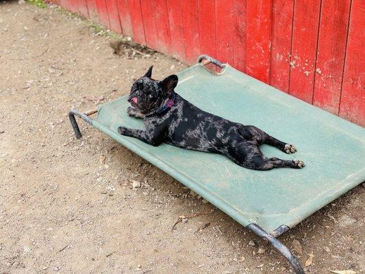 Hollywood Dog Training School