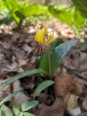 Yellow Trout Lily