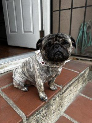 Clean Pug!