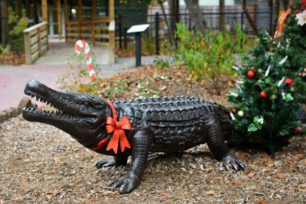 Iconic gator all dressed up for the holidays