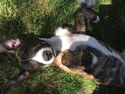 Happy Brutus at arcade creek kennel