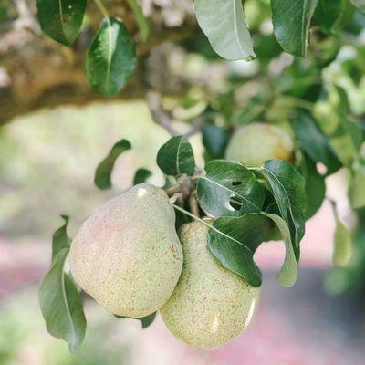 Lynmar Estate Winery pears!