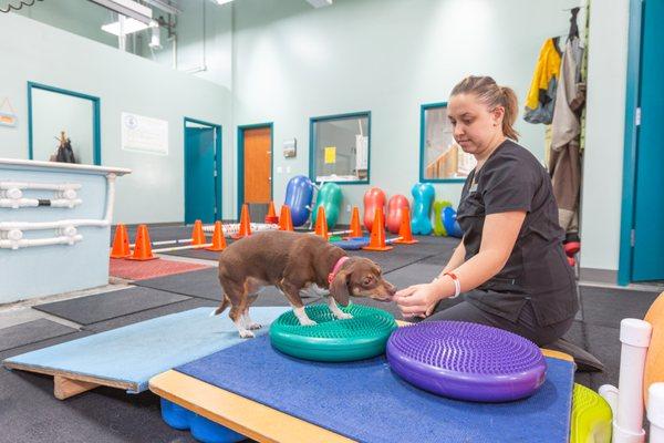 Canine Rehabilitation & Conditioning Group