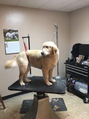 Winner's Circle Grooming