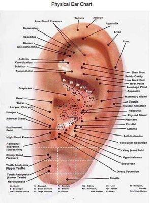 This is the chart of all of the acupuncture points in the ear