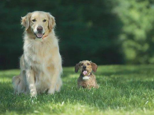 Dog Containment Systems