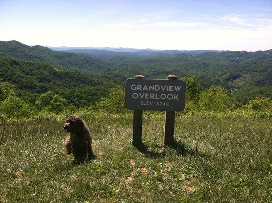 Coco looks like a bear next to the beware of bear sign