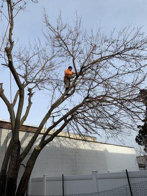 JC Tree, tree climber cutting down tree.