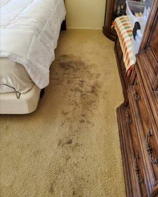 A carpet cleaning before picture