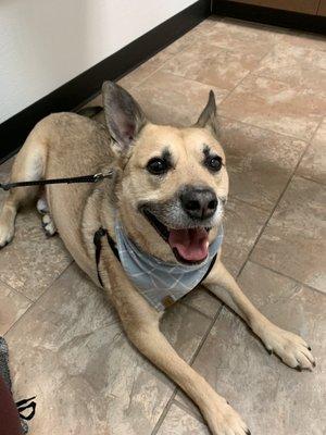 Happy pup waiting to see the vet