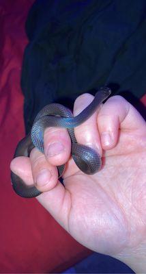 Black African House Snake