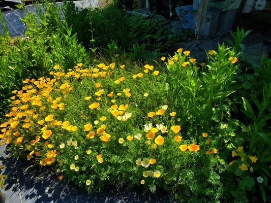 California poppies!