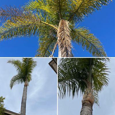 Before & After. Queen palm trimming.