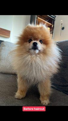 This was his hair before we brought him in for a haircut. Long and grown out, but otherwise pretty normal for him.