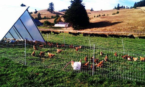 local pasture raised chickens