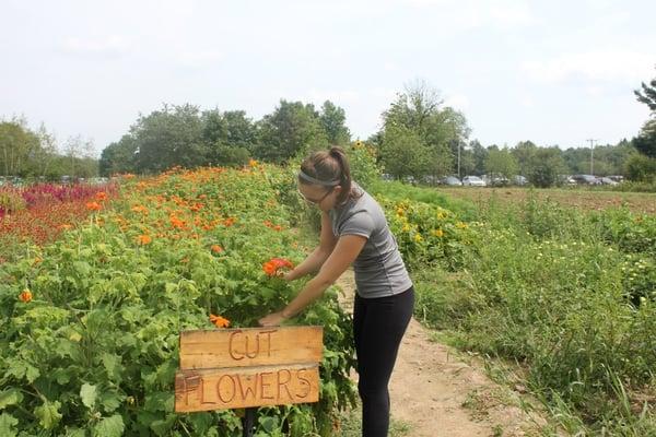 Part of our free Pick Your Own for CSA members at the farm