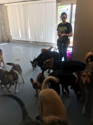 Doggy day care