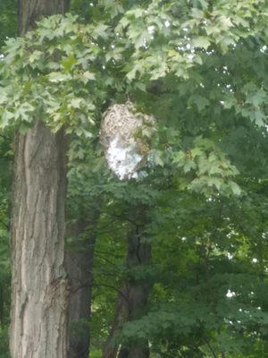 40 ft high bald faced hornets nest !!