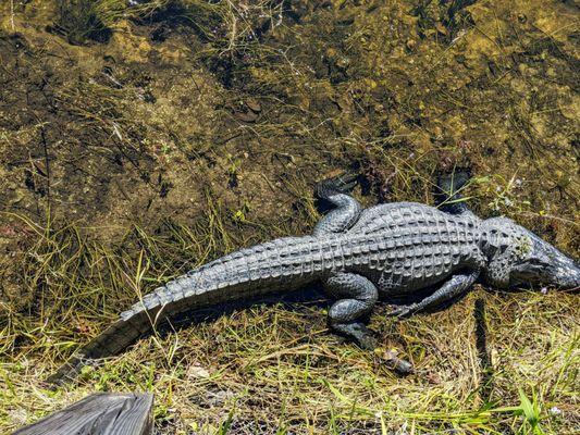 Big Cypress National Preserve