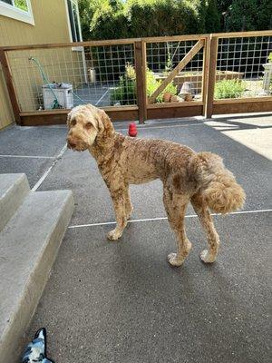 Beau Gingerbread Man after his first Doggy Barber grooming session.