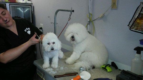 the kids getting fluffed and puff.  Kody had lots of hair here.  He had to be on the table with Kira to make sure she was OK.