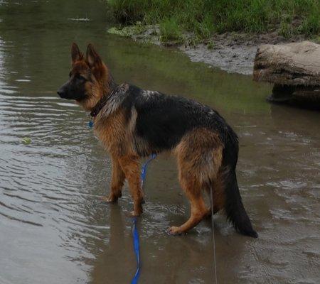 8 months old puppy from Von Waldberg kennel