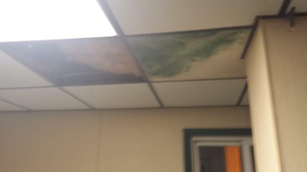 Green mold on the ceiling tiles in the waiting room where water drips and buckets are left underneath during rain storms.