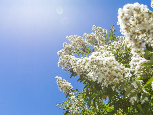 Beautiful Crape Myrtle.