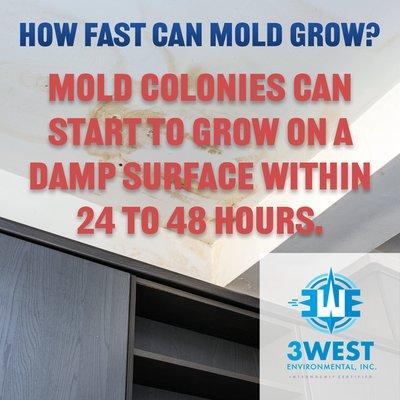 Mold growths, or colonies, can start to grow on a damp surface in as soon as 24 to 48 hours.