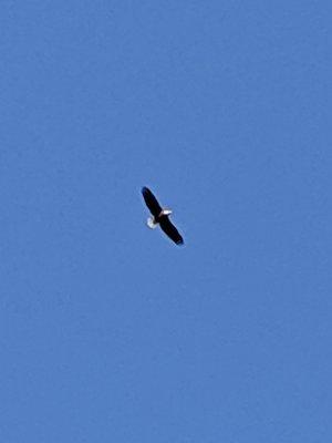 Bald eagle soaring over the lake.