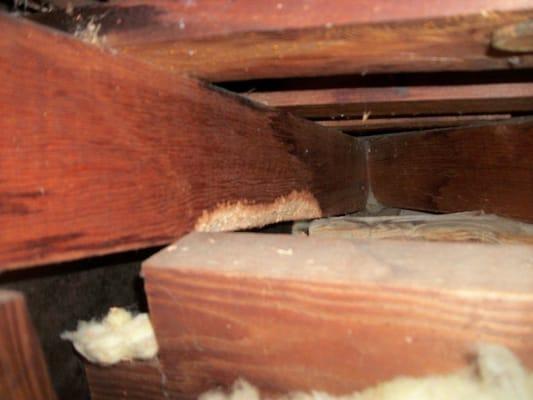 Rats are nawing through the wood to gain further entry into attic area.