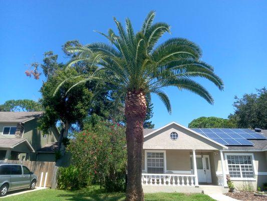 Palm Trimming, Seminole Florida.