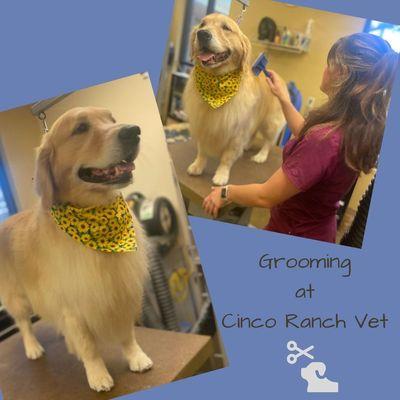 Grooming at Cinco Ranch Vet