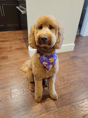 Maple's Halloween cut!