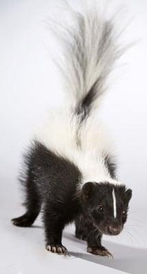 Skunk Removal