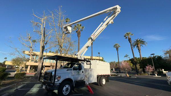 Melendez Tree Service