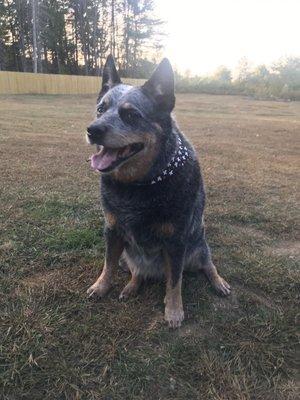 Tucker looking handsome after his grooming!