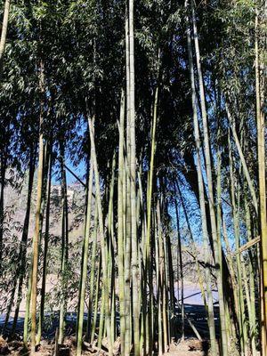 Bamboo forest!