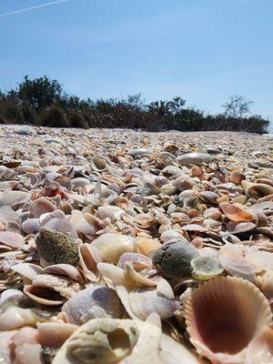 Shell Key beach - natural preserve so when you visit, please be sure to leave no trace of your visit.