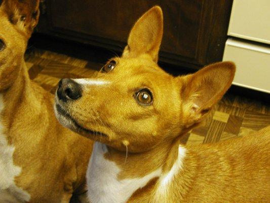 Spritzer, the Basenji