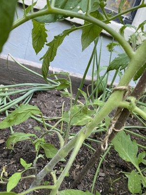 My home garden Red onions plants with one tomatoes thats got really big. Thanks Lull Fram Stand..