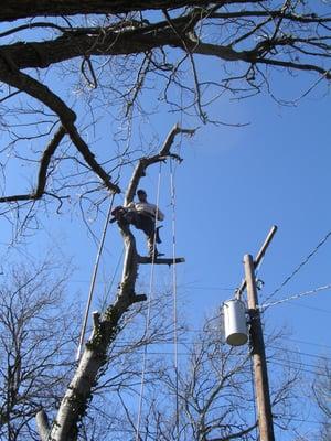 Tree removal near powerlines